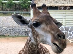 -泉州海丝野生动物世界