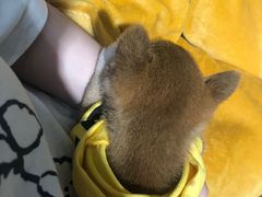 -逗柴咖啡屋·狗咖猫咖宠物桌游