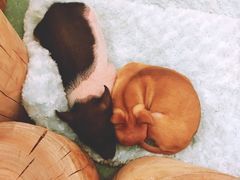 -藦茜花园宠物主题亲子互动体验馆(国顺东路店)