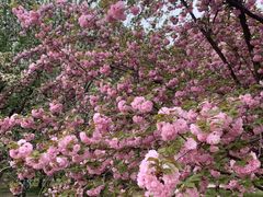 -莲花池公园