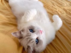 -momokira米努特·德文卷毛猫·棉花面纱犬