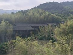 -大唐贡茶院