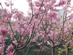 -新江湾城公园