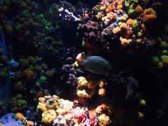 -新加坡海洋生态馆