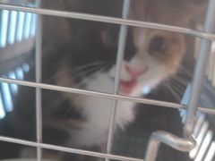 -瑞派福兴宠物医院犬猫全科·骨科·中西医结合(河东店)