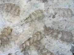 -官塘鱻鱻鱼生