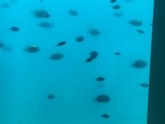-亚龙湾海底世界