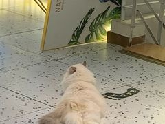 -喵喵咪呀布偶猫咖(春熙路店)