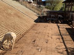 -北京鹿世界主题园