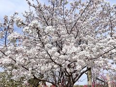 -南汇桃花村
