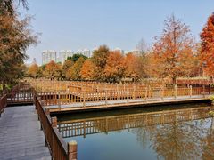 -五缘湾湿地公园