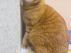 -谐和贝康宠物医院24小时·宠保定点(急重症转诊中心)