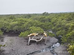 -北海金海湾红树林生态旅游区