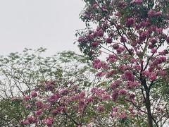 -海珠湖公园