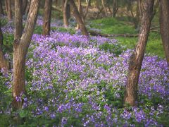 -西湖风景区-江洋畈生态公园