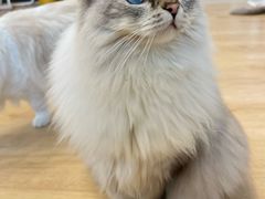 -有喵·猫咖·狗咖·40+猫狗有小奶狗(岗厦店)
