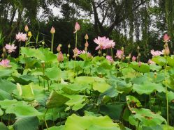 -剑鱼皮划艇俱乐部(石湖基地)