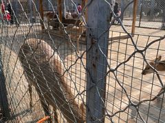 -长白岛森林公园