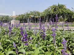 -石家庄市植物园