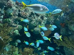 -上海海洋水族馆