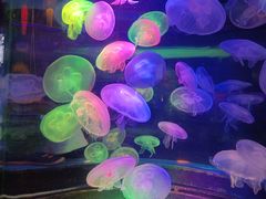 -太平洋海底世界