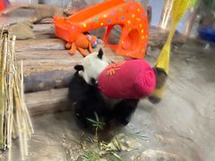 -海南热带野生动植物园