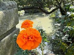-同里国家湿地公园