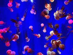 -成都浩海立方海洋公园