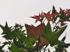 -香山公园