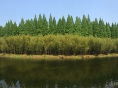 -黄海国家森林公园