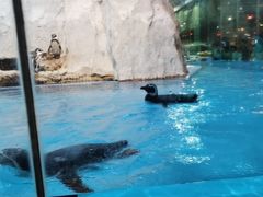 -帝企鹅自助餐厅•儿童岛•真企鹅(长隆企鹅酒店)