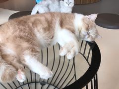 -飞行喵MR PILOT|猫舍·猫咖(静安大融城店)