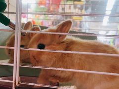 -宠物兔专门店(天丰利市场店)