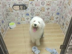 -宠物之家Pets Home 宠物寄养酒店
