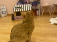 -猫咪派对(江南西店)
