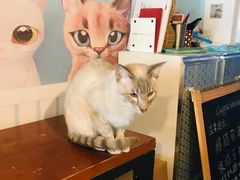 -Cappucimeow猫咪咖啡馆(韦伯时代店)