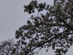 -杭州植物园