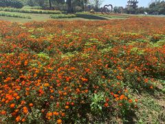 -杭州湾海上花田景区