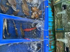-蓝湾碧波·老字号·疍家非遗海上餐厅