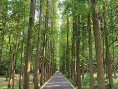 -东平国家森林公园