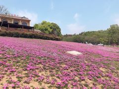 -大塘金香草谷