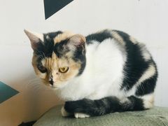 -Cappucimeow猫咪咖啡馆(韦伯时代店)