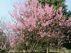 -洛阳郁金香牡丹园