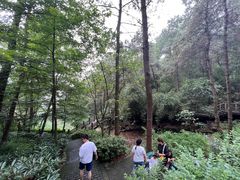 -铁山坪森林公园