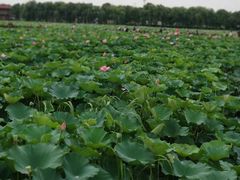 -荷塘月色湿地公园·向阳花洲
