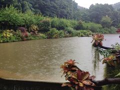-深圳仙湖植物园