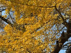 -千年银杏谷文化旅游区