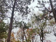 -上海海湾国家森林公园