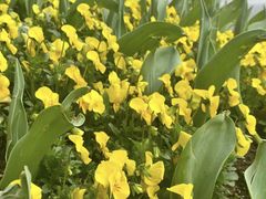 -上海市第一师范学校附属小学