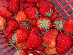 -胜丰草莓采摘园